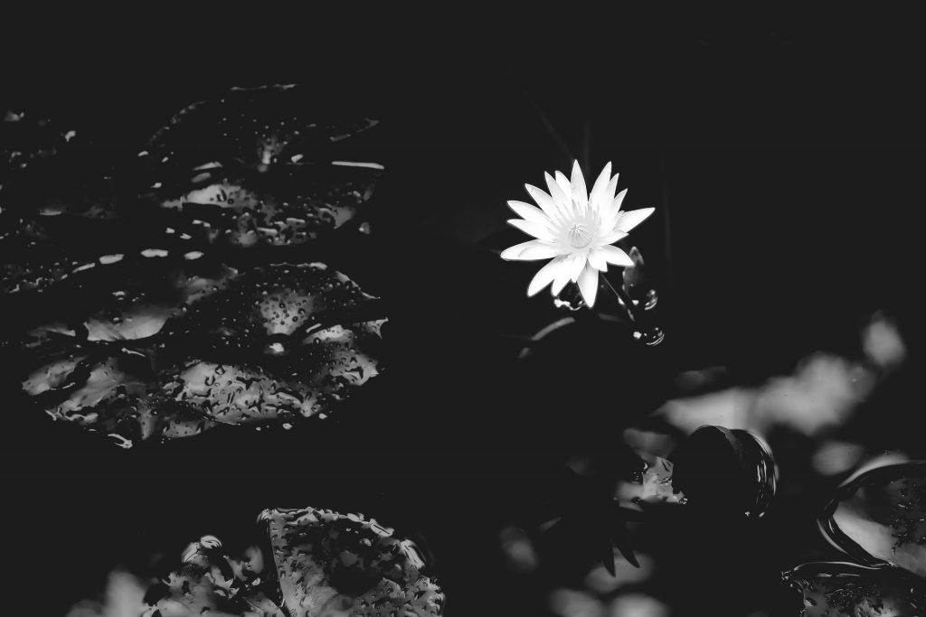 Blanco y negro